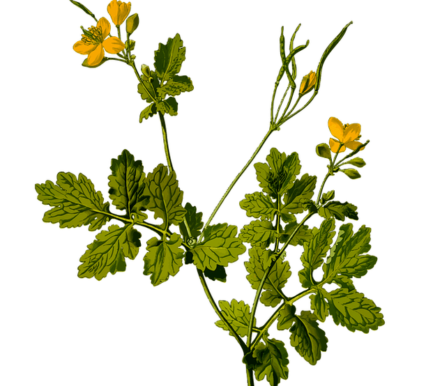 biljka za ublažavanje bolova u testisima kod muškaraca